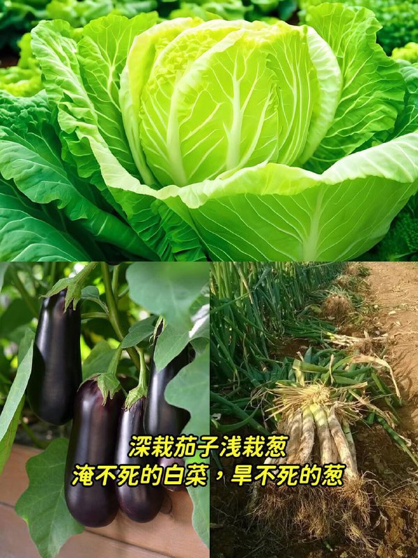 老一輩留下的種菜口訣，簡單實用，有智慧!老一輩留下的種菜口訣，簡單實用，有智慧！趕緊收藏1、淹不死得芹菜，旱不死的蔥