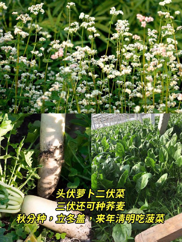 老一輩留下的種菜口訣，簡單實用，有智慧!老一輩留下的種菜口訣，簡單實用，有智慧！趕緊收藏1、淹不死得芹菜，旱不死的蔥