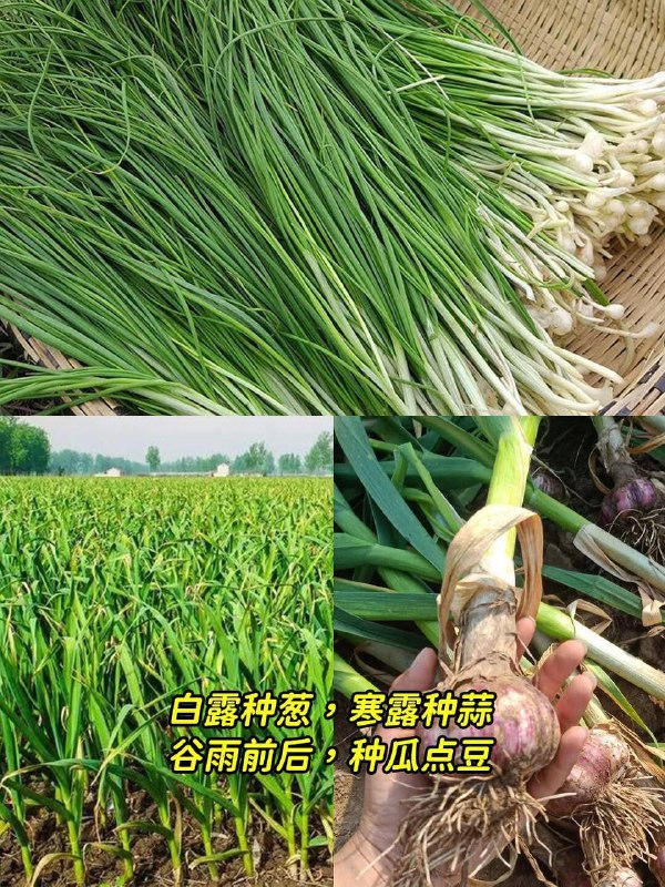 老一輩留下的種菜口訣，簡單實用，有智慧!老一輩留下的種菜口訣，簡單實用，有智慧！趕緊收藏1、淹不死得芹菜，旱不死的蔥