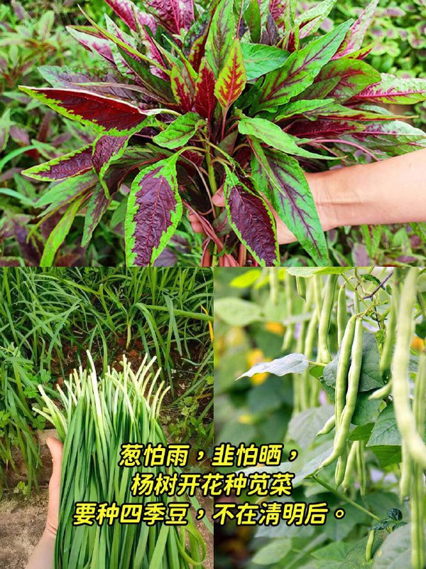 老一輩留下的種菜口訣，簡單實用，有智慧!老一輩留下的種菜口訣，簡單實用，有智慧！趕緊收藏1、淹不死得芹菜，旱不死的蔥